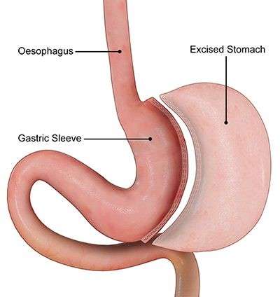 Digestive system 