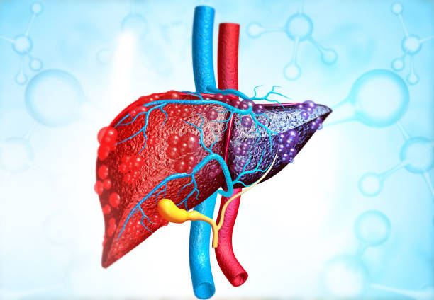 Colorful anatomical illustration of the human liver showing red and purple lobes with blue vessels and a yellow bile duct.